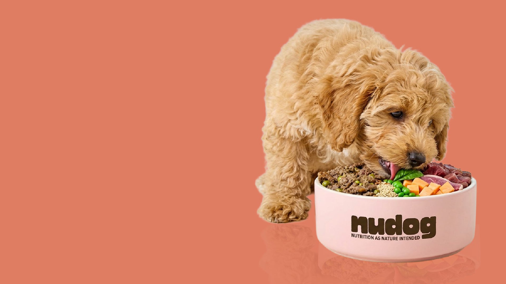 Premium 100% natural dog food with no junk